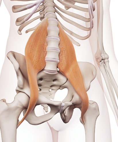 Psoas spier