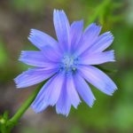 Cichorei voor het eerst bloeiend in de tuin