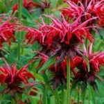 Monarda uit eigen tuin