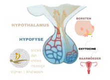 OXYTOCINE wordt geproduceert in de hypofyse