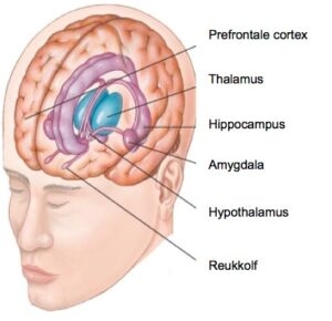 Waar bevindt zich de Amygdala - de stressknop