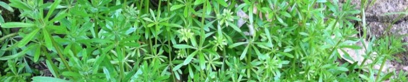 gebruik wat vaker kleefkruid (Galium aparine) om het lymfe vocht beter te laten doorstromen