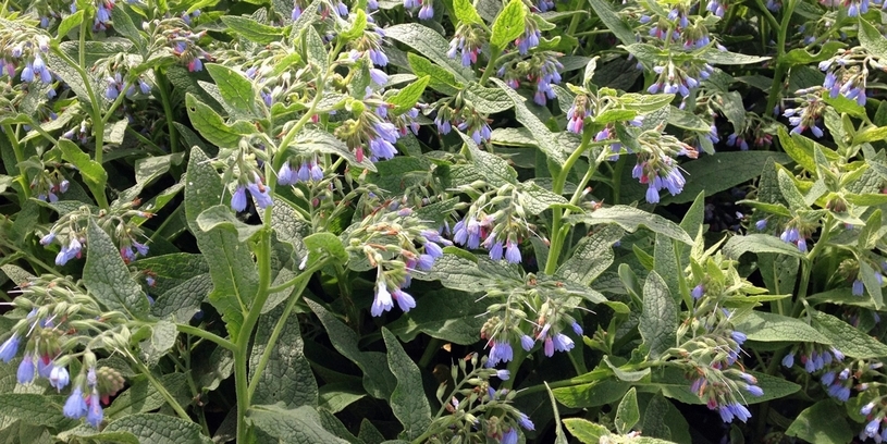 smeerwortel in de natuur