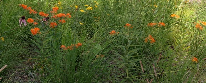 Lichaamstaal van planten