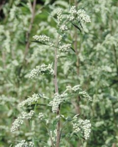 Artemisia vulgaris Bijvoet