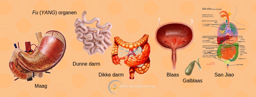 Fu (Yang) organen