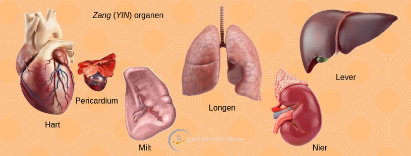 Zang organen