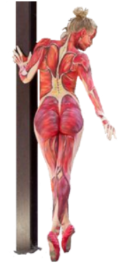 body painted vrouwelijk lichaam_anatomie van de spieren