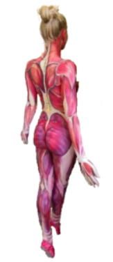 bodypaint anatomie op vrouwelijk lichaam