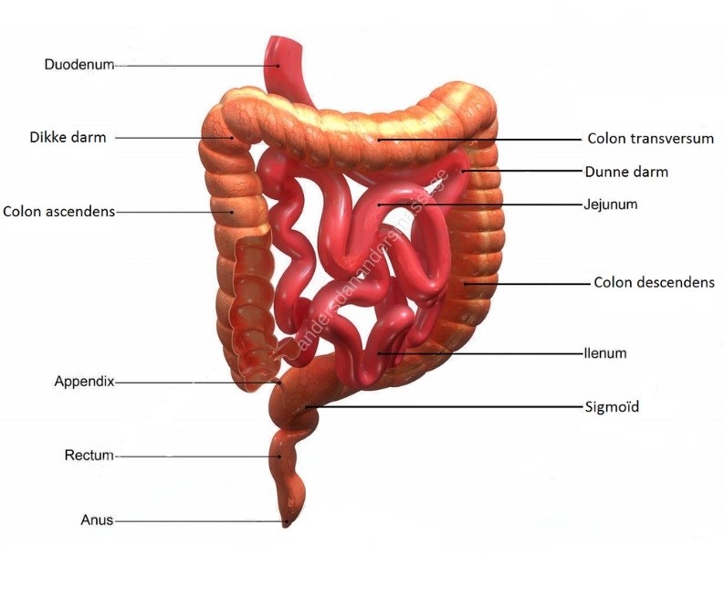 De Dikke darm bestaat uit de volgende onderdelen