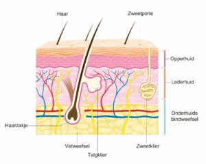 opbouw van de huid
