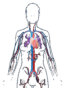 cardivasculair systeem van de vrouw