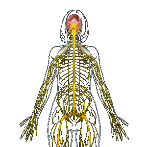 neurologisch stelsel van de vrouw