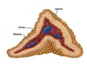 anatomie van de bijnieren