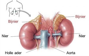 anatomie van de bijnieren