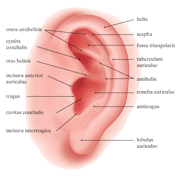 oor anatomie en acu punten