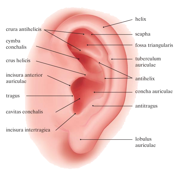 oor anatomie