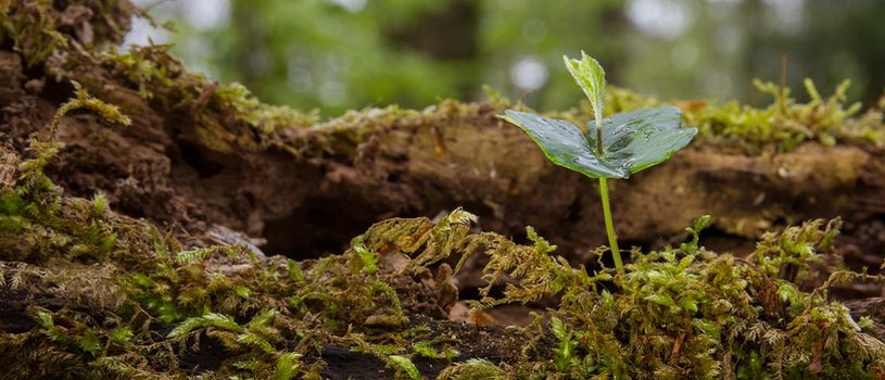 zaailing beuk nabij volwassen beuken boom